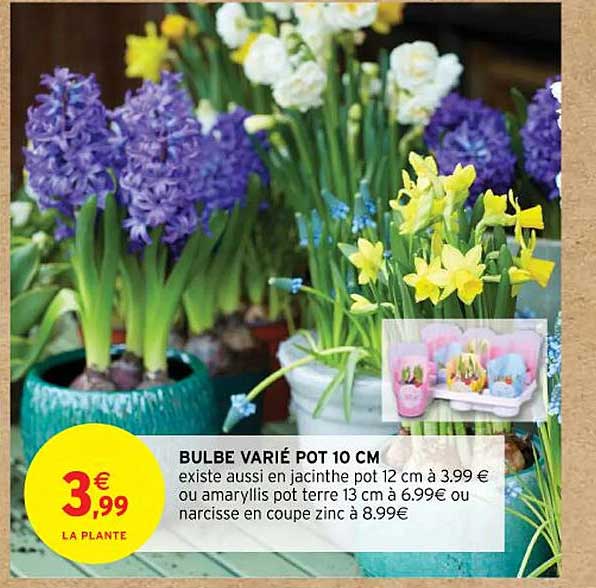 bulbe varié pot 10 cm