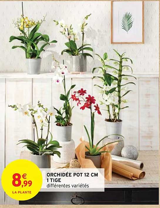 orchidée pot 12 cm 1 tige