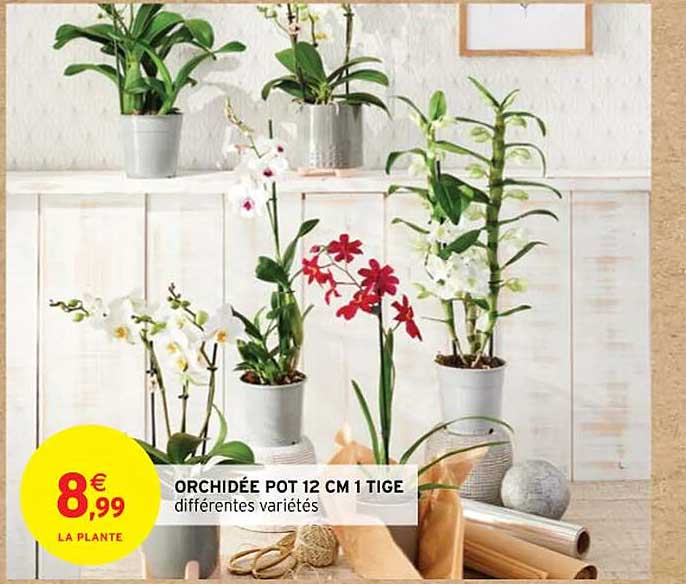 orchidée pot 12 cm 1 tige