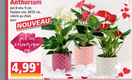 Anthurium