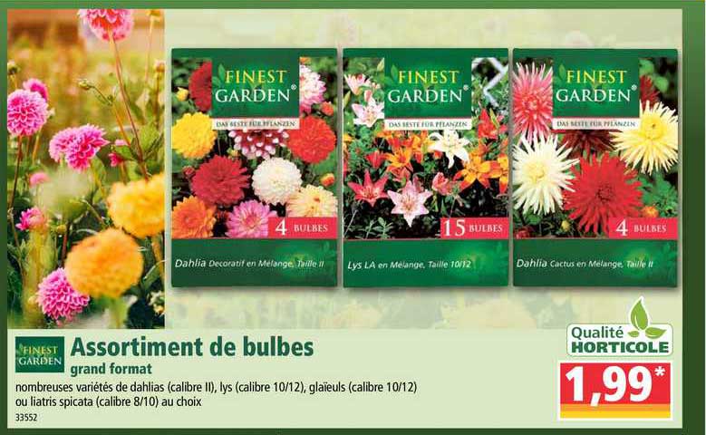 assortiment de bulbes grand format finest garden