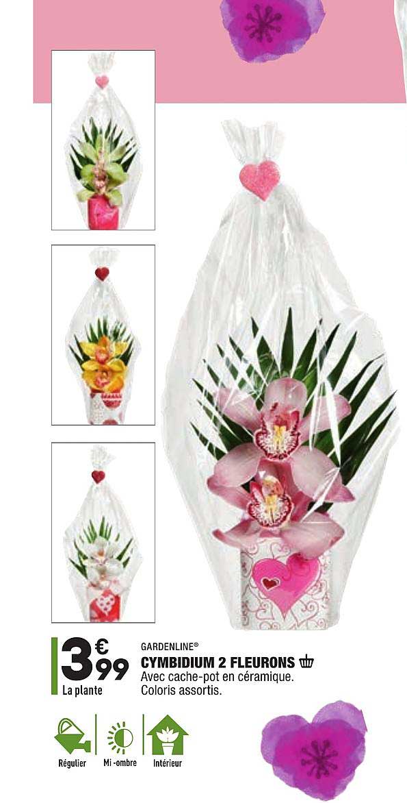 cymbidium 2 fleurons gardenline