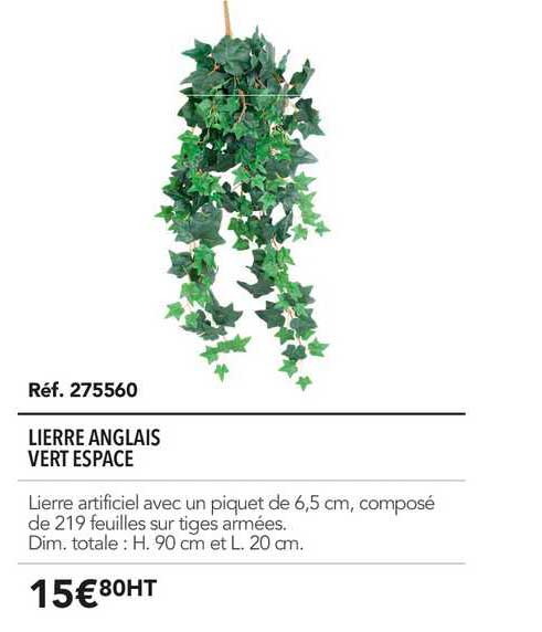 lierre anglais vert espace