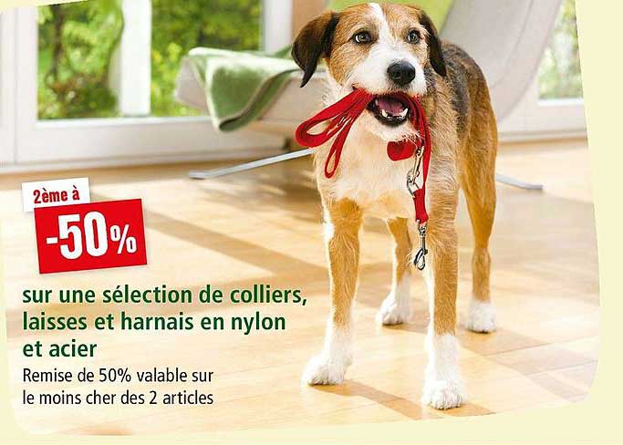 sélection de colliers, laisses et harnais en nylon et acier