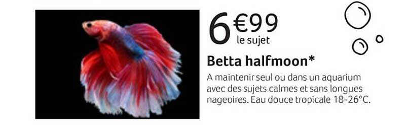 betta halfmoon