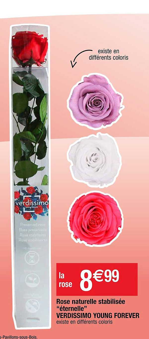 rose naturelle stabilisée "éternelle" verdissimo young forever