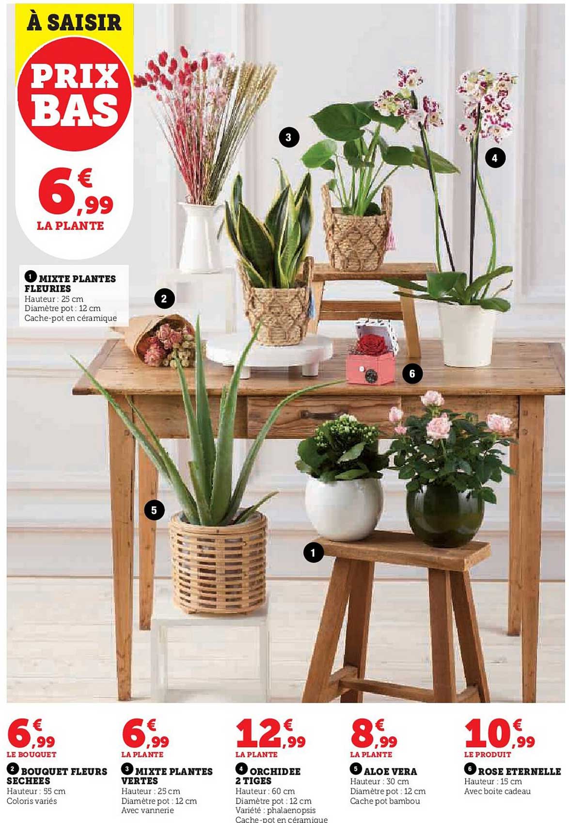 bouquet fleurs séchées, mixte plantes vertes, orchidée 2 tiges, aloé vera, rose éternelle