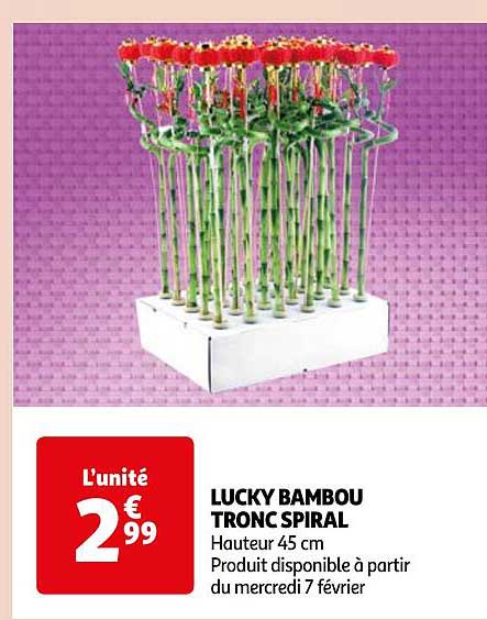Lucky Bambou Tronc Spiral