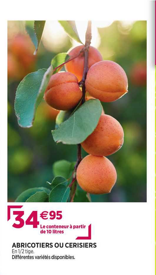 abricotiers ou cerisiers