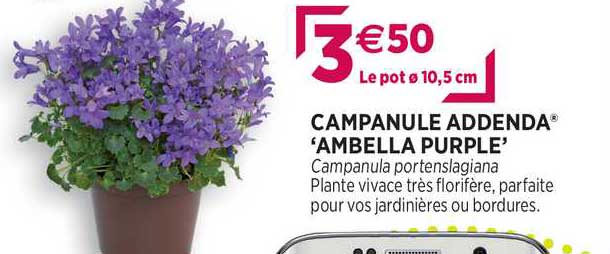 campanule addenda "ambella purple"