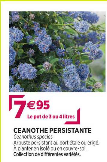 ceanothe persistante