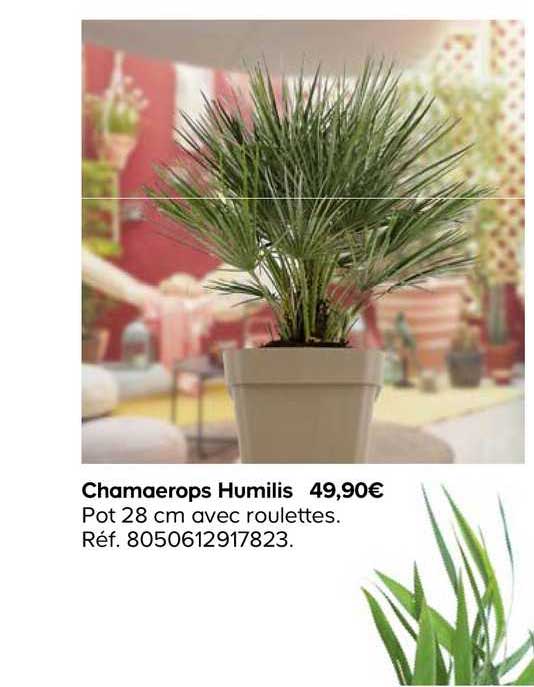 chamaerops humilis