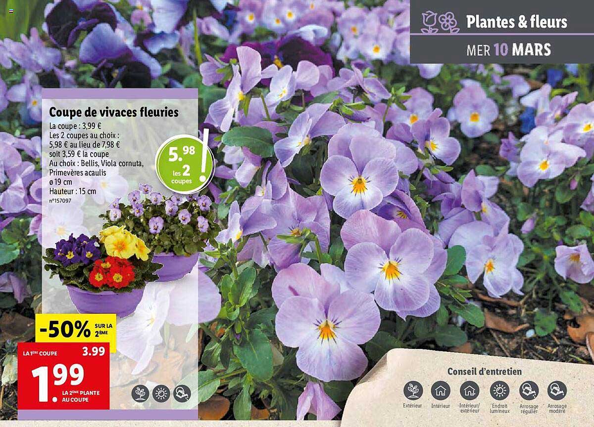 coupe de vivaces fleuries