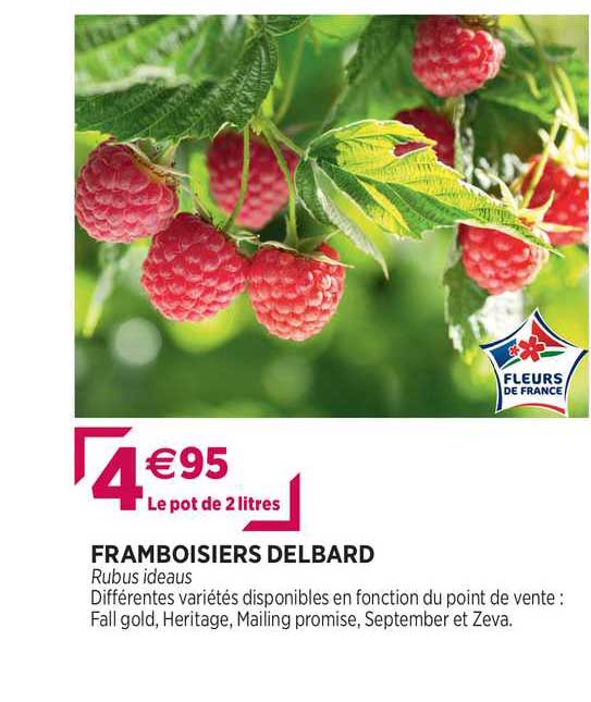 framboisiers delbard