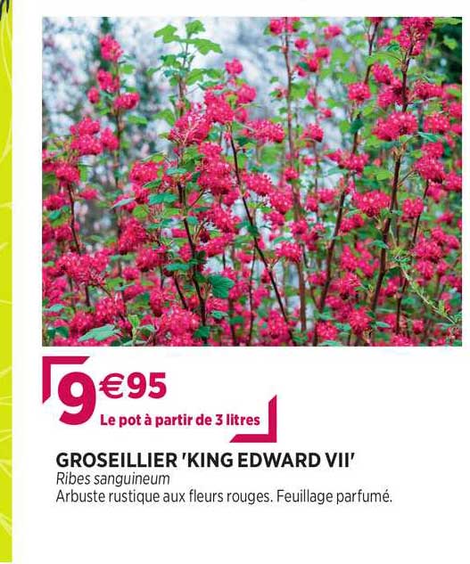 groseillier "king edward vii"
