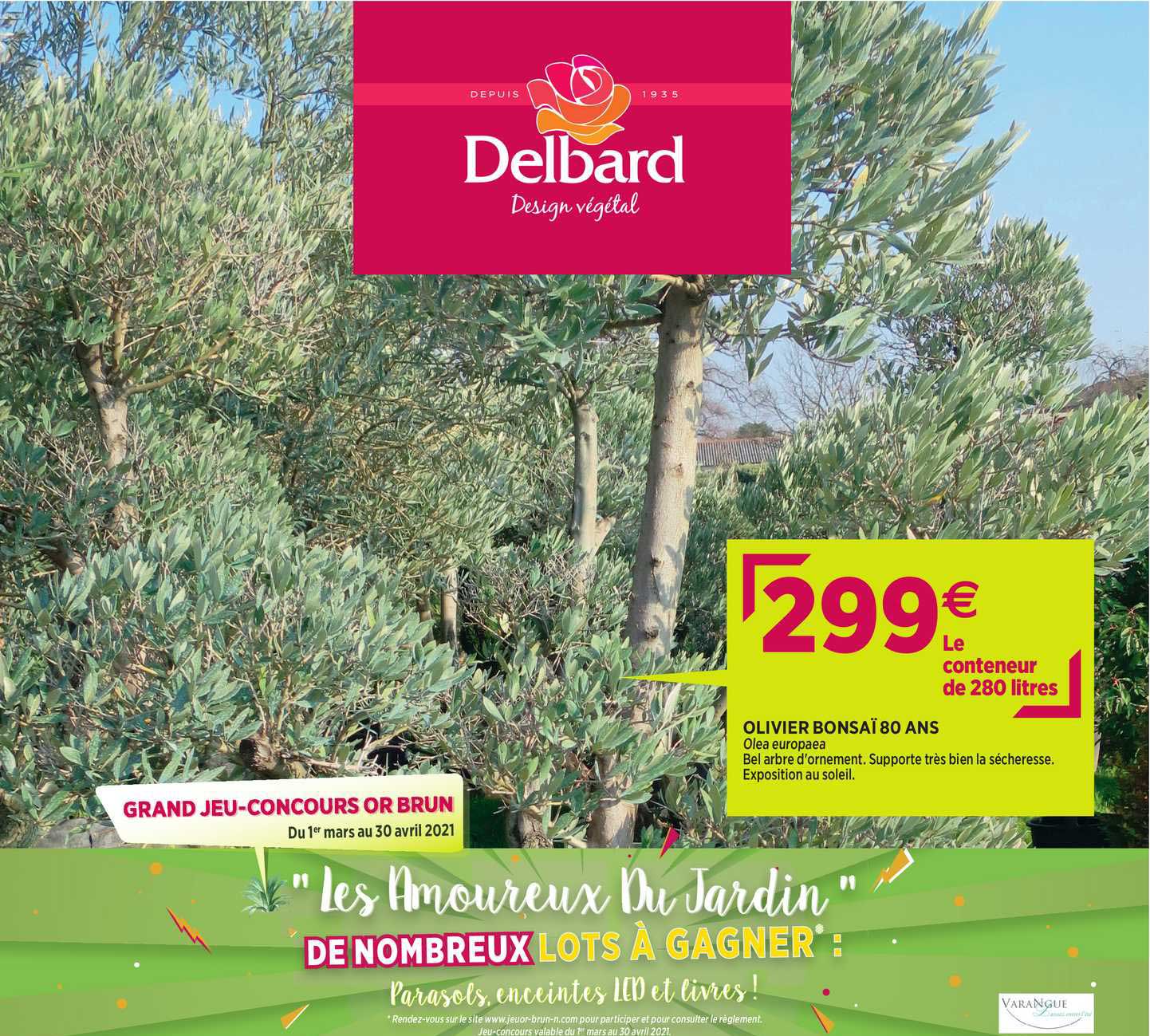 olivier bonsaï 80 ans