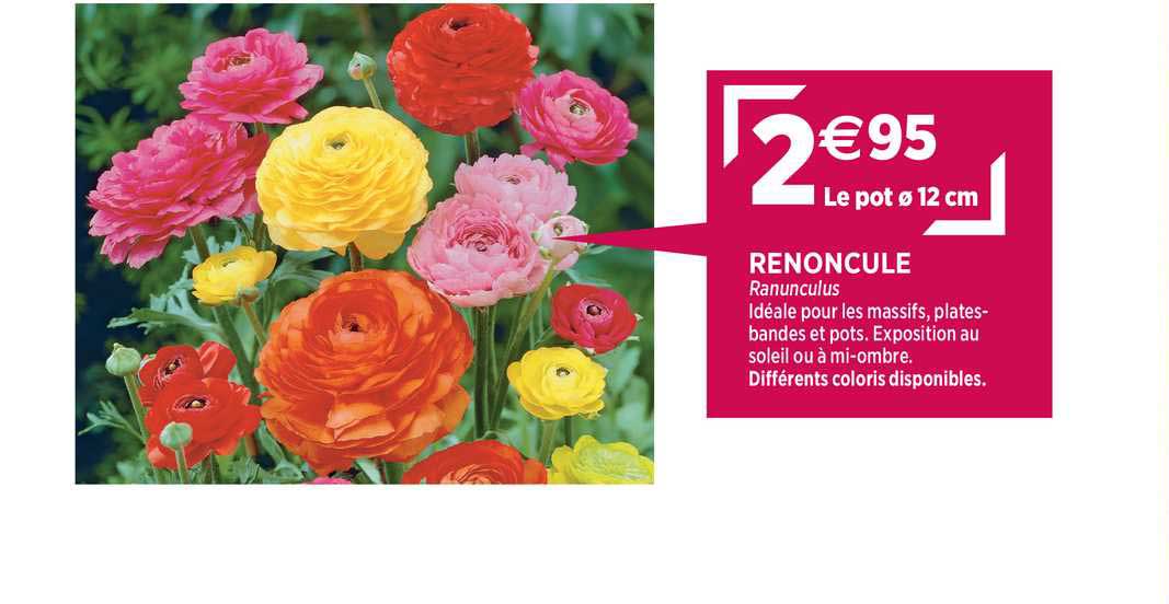 renoncule ranunculus