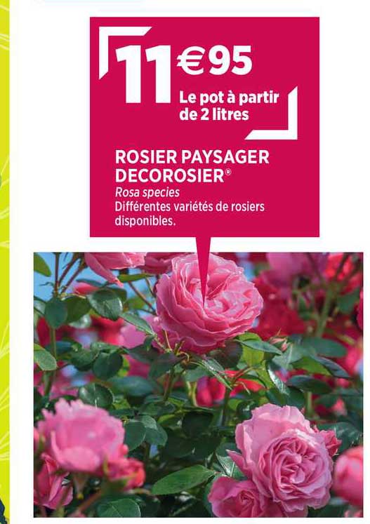 Rosier Paysager Decorosier