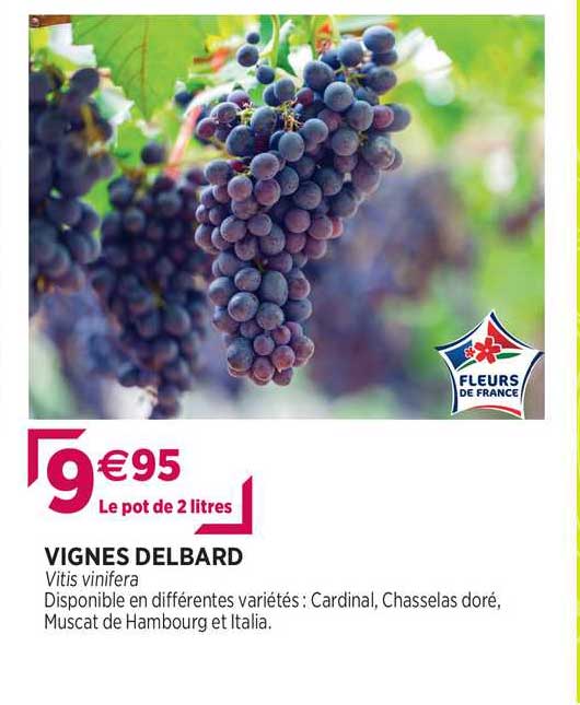 vignes delbard