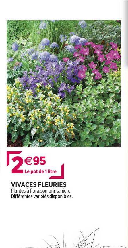 vivaces fleuries