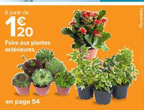 foire aux plantes extérieures