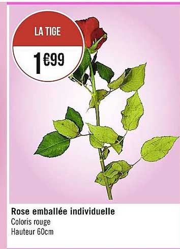 rose emballée individuelle