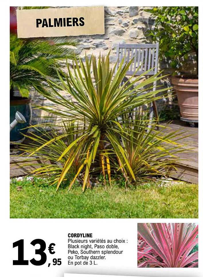 cordyline