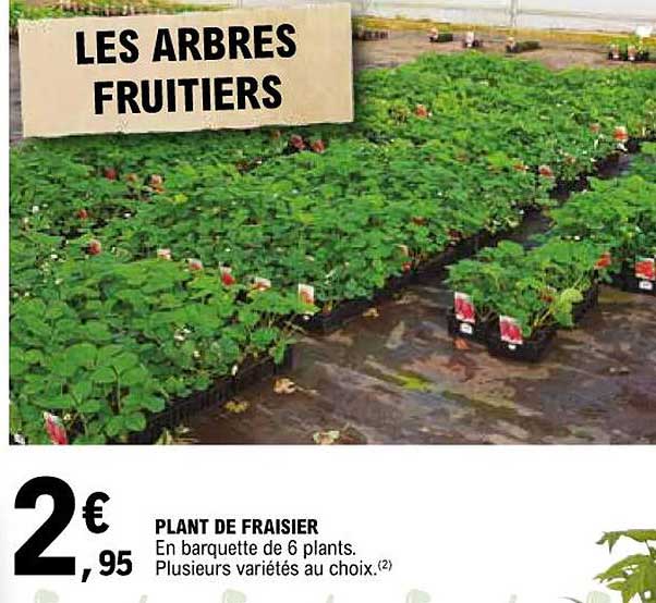 plant de fraisier