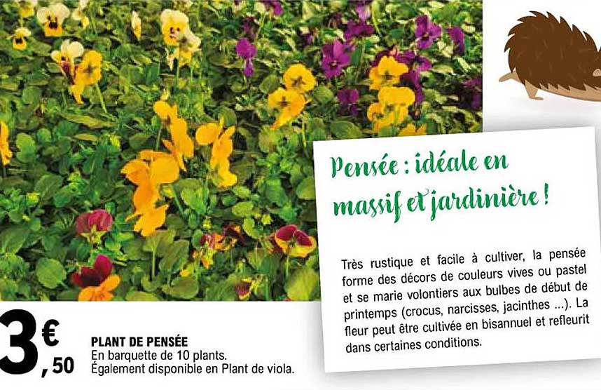 plant de pensée