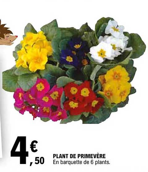 plant de primevère