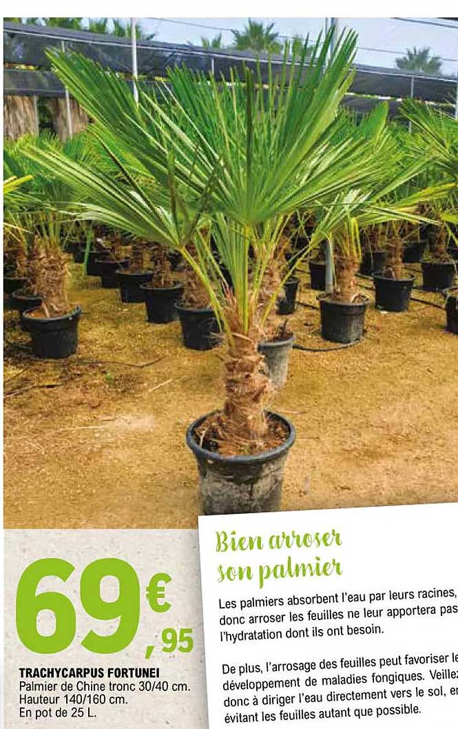 tranchycarpus fortunei