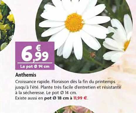 anthemis