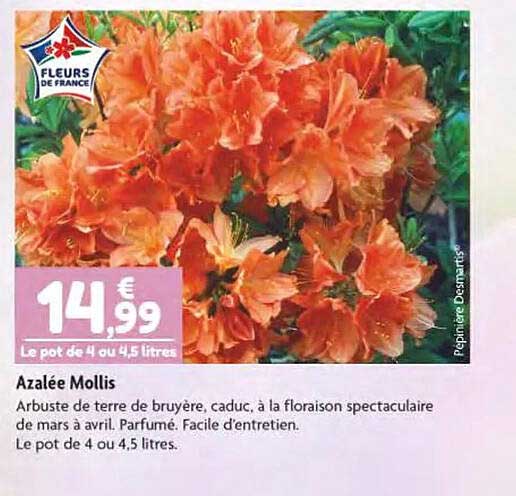 azalée mollis