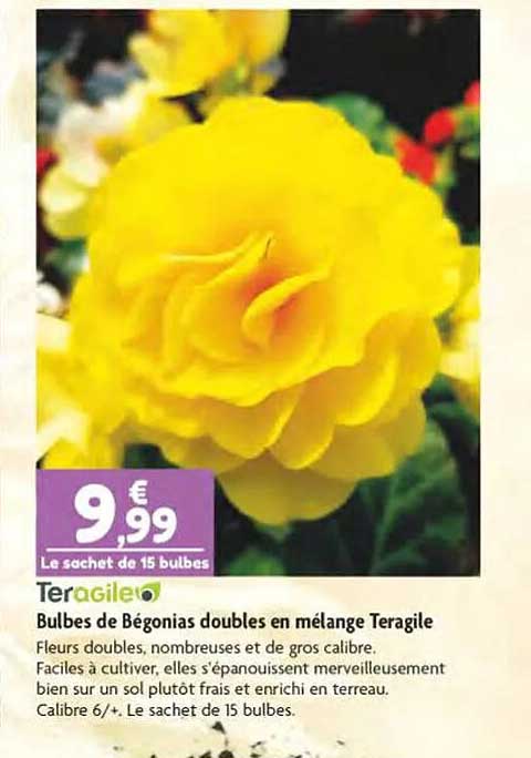 bulbes de bégonias doubles en mélange teragile