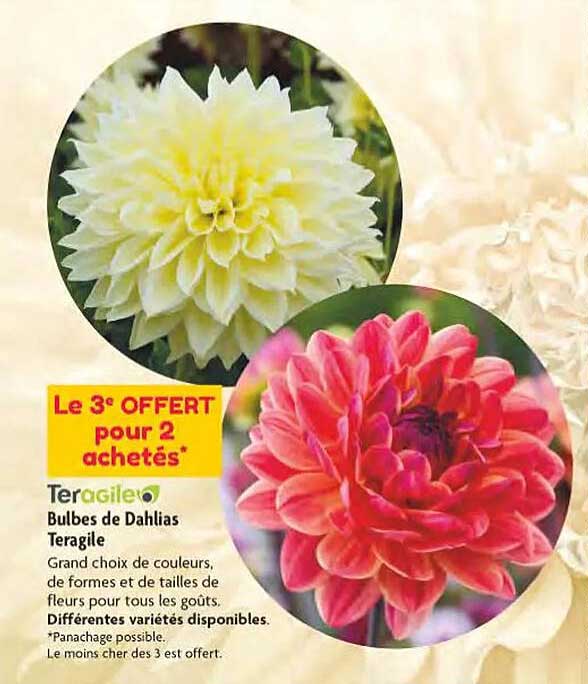 bulbes de dahlias teragile