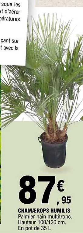 chamaerops humilis