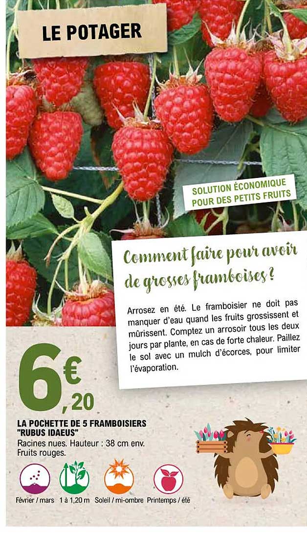 la pochette de 5 framboisiers "rubus idaeus"
