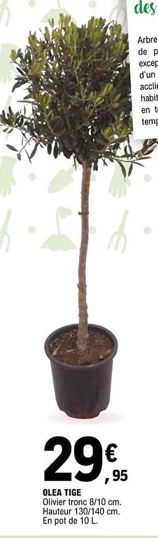 olea tige
