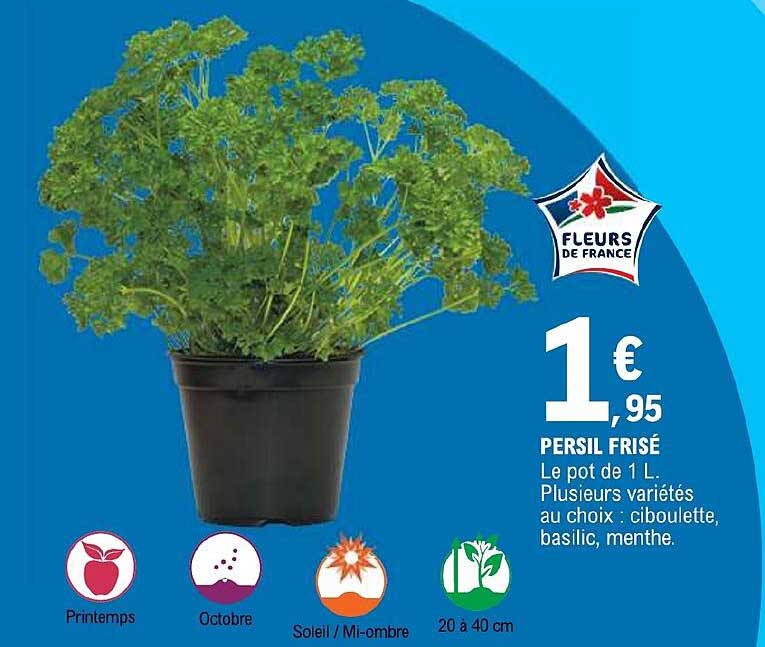 persil frisé