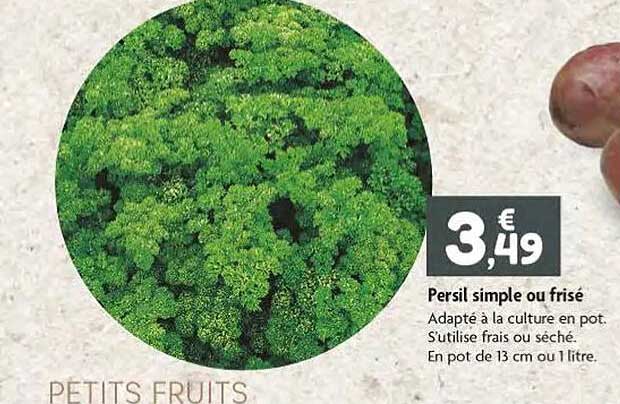 persil simple ou frisé