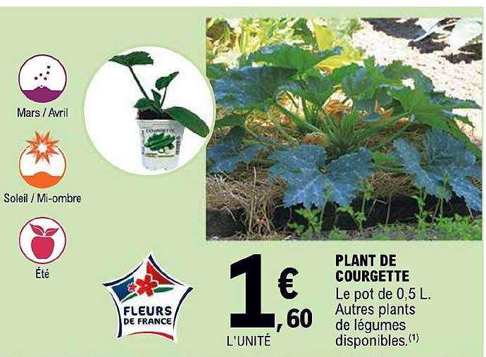 plant de courgette