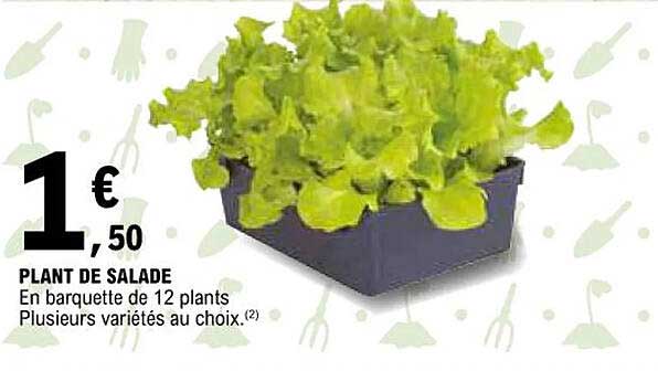 plant de salade