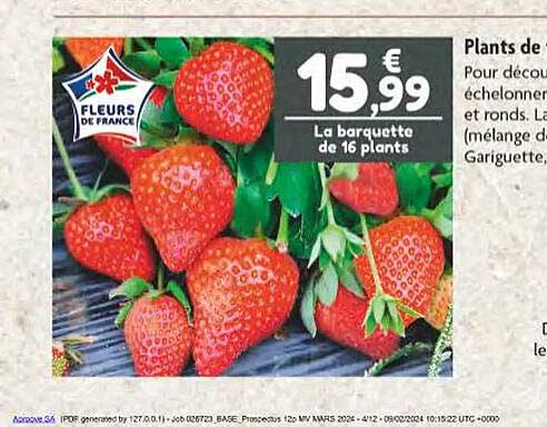 plants de fraisiers