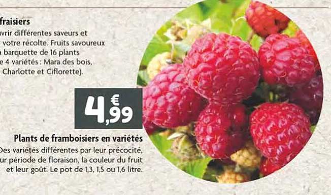 plants de framboisiers en variétés