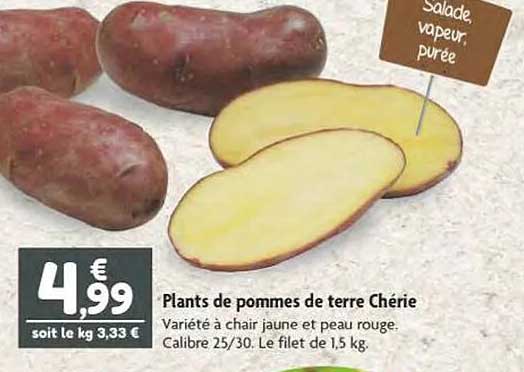 plants de pommes de terre chérie