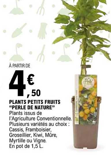 Plants Petits Fruits "perle De Nature"