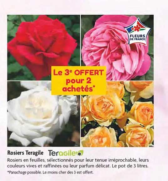 rosiers teragile