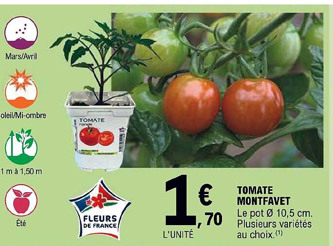 tomate montfavet