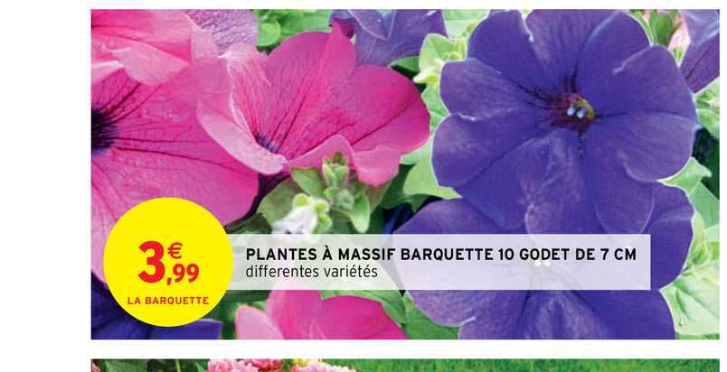 plantes à massif barquette 10 godet de 7 cm