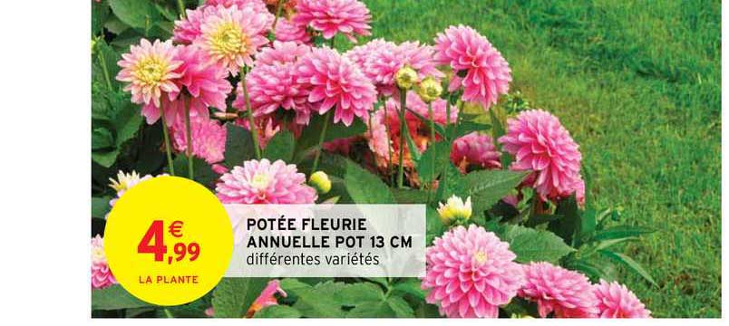 potée fleuri annuelle pot 13 cm